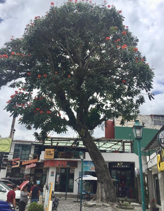 El ÁRBOL ES UN RIESGO LATENTE PARA LA POBLACIÓN: GUSTAVO MARTIN – El  Regional