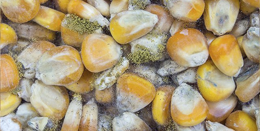 HONGOS CONTIENEN HASTA 400 SUSTANCIAS PERJUDICIALES PARA EL HÍGADO