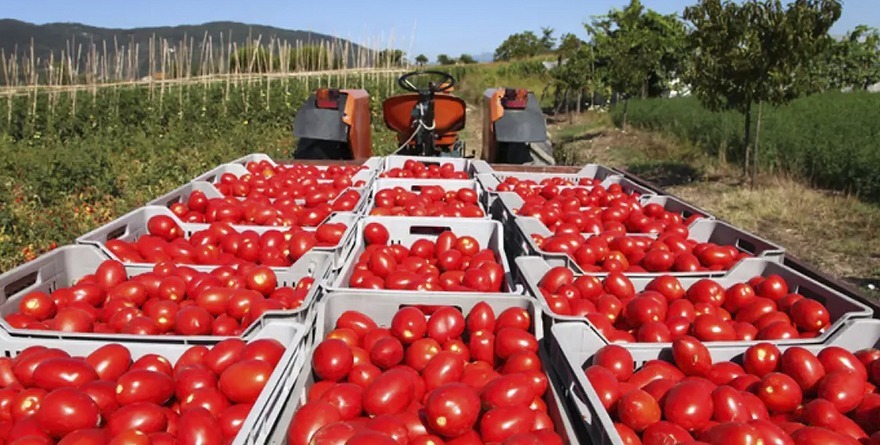 APLICA EU  ARANCEL DEL 17%  AL TOMATE
