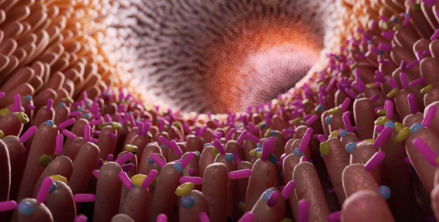 BUSCAN BACTERIAS DEL INTESTINO QUE PODRÍAN TENER RESISTENCIA A ANTIBIÓTICOS Y CONTAGIARLA A OTRAS