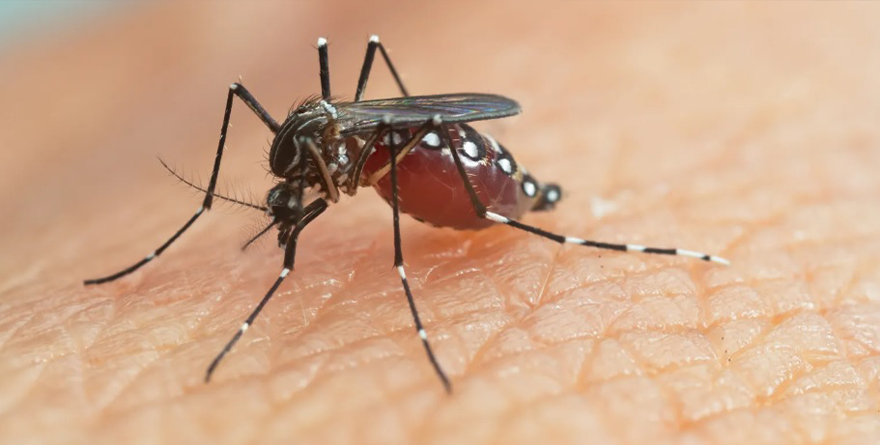 PREVENIR PROPAGACIÓN DEL MOSQUITO PORTADOR DEL DENGUE