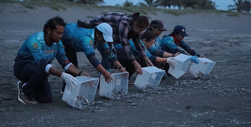 LIBERAN 178 CRÍAS DE TORTUGA VERDE EN PLAYAS DE NAUTLA