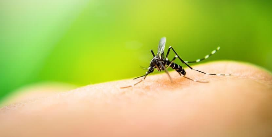 ACCIONES PREVENTIVAS CONTRA EL DENGUE