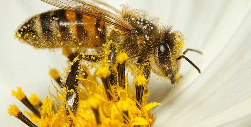 PRESIONES AMBIENTALES MERMAN LA PRESENCIA DE ABEJAS EN MÉXICO