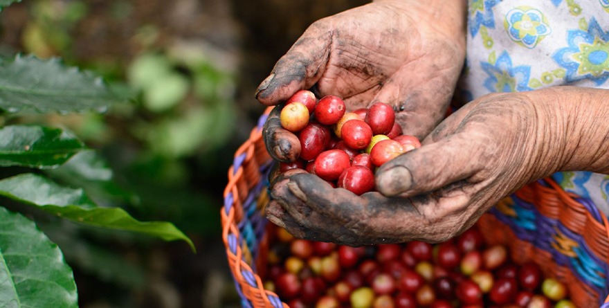 VERACRUZ, TIERRA DE RIQUEZA CAFETALERA Y MOTOR DE TURISMO