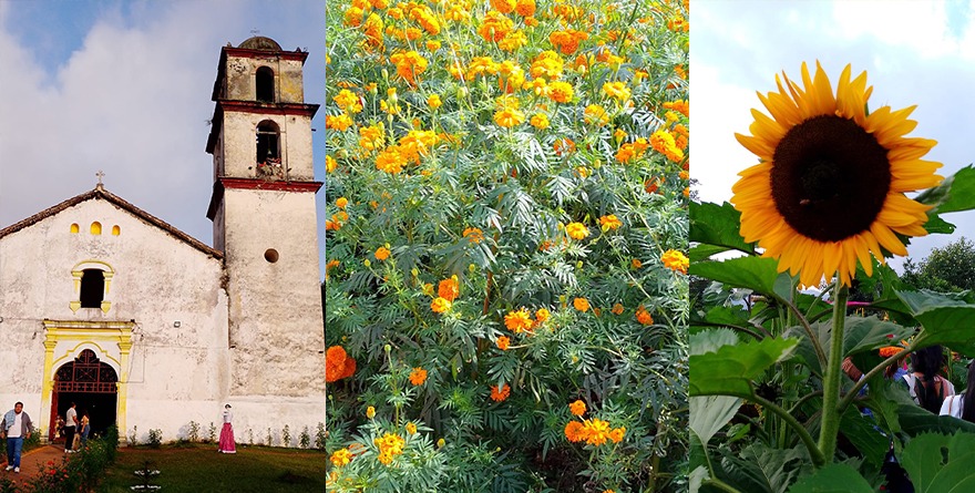 ENTRE GIRASOLES CEMPASÚCHILT Y CALAVERAS