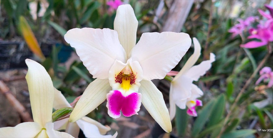 UN DÍA PARA HONRAR A LA ORQUÍDEA