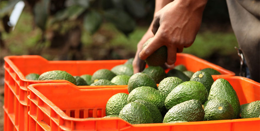 PIDEN EN EU TOPAR AGUACATE MEXICANO