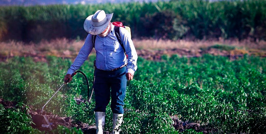 SON INFORMALES 68% DE TRABAJADORES AGROPECUARIOS EN MÉXICO
