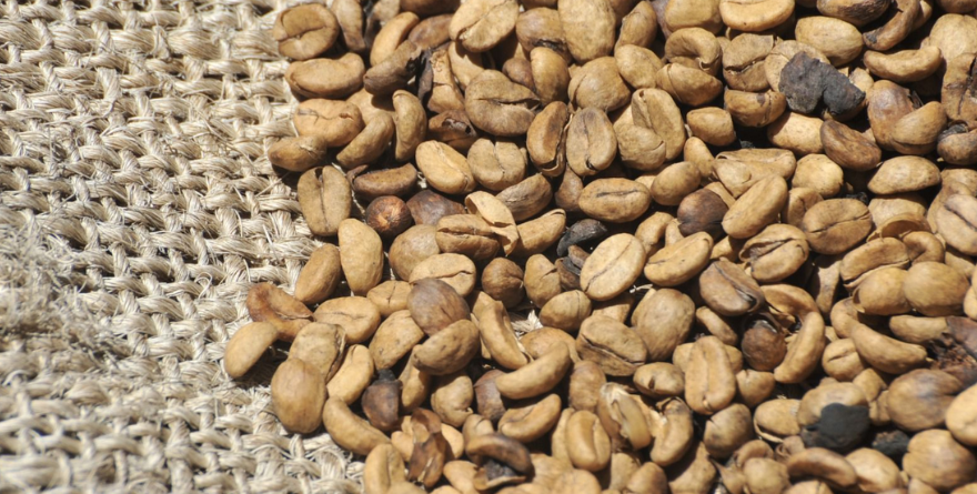 EL CAFÉ VERACRUZANO SE PREPARA PARA LA FITUR 2026