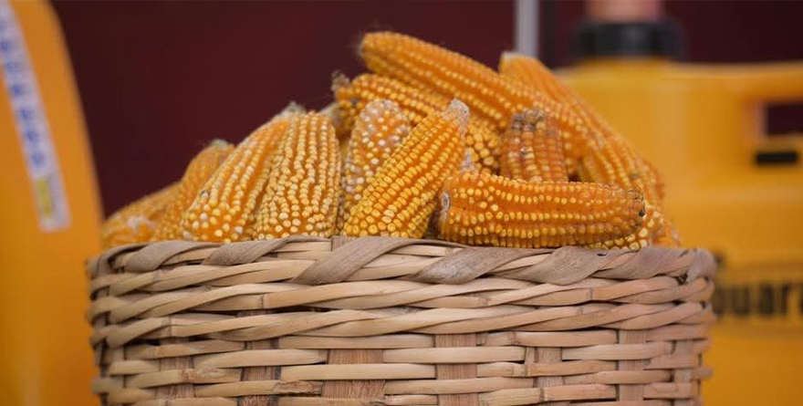 IMPULSAN MAÍZ NATIVO CON CASAS DE SEMILLAS