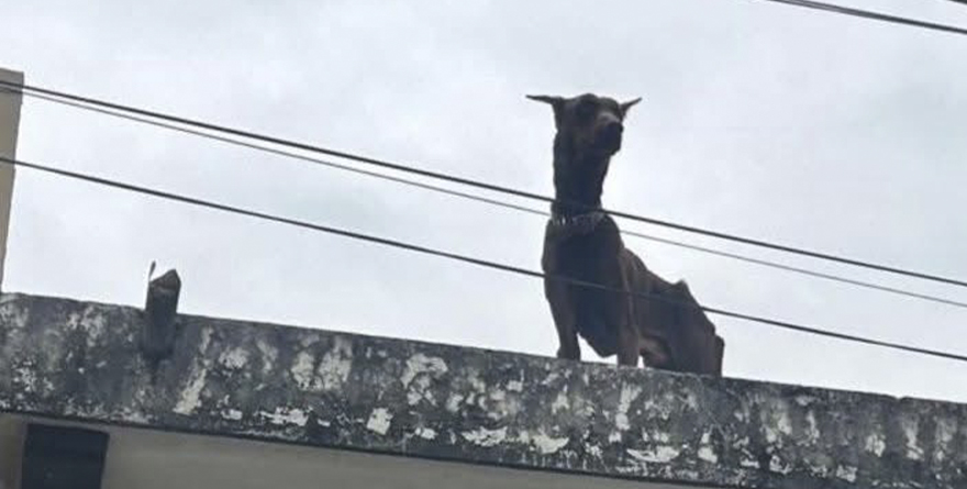 COATEPEC ACTUARÁ CONTRA EL MALTRATO ANIMAL
