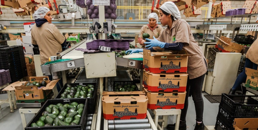 PIERDE CADENA AGUACATERA 5%