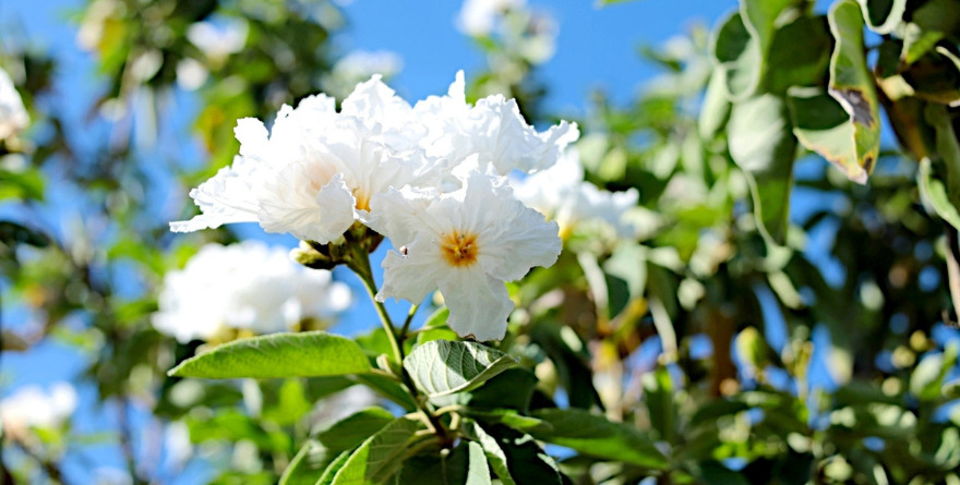 LA PRIMAVERA ¿SE ADELANTÓ?
