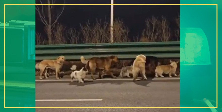 SIETE PERRITOS ESCAPAN DE CAPTORES Y VUELVEN A CASA