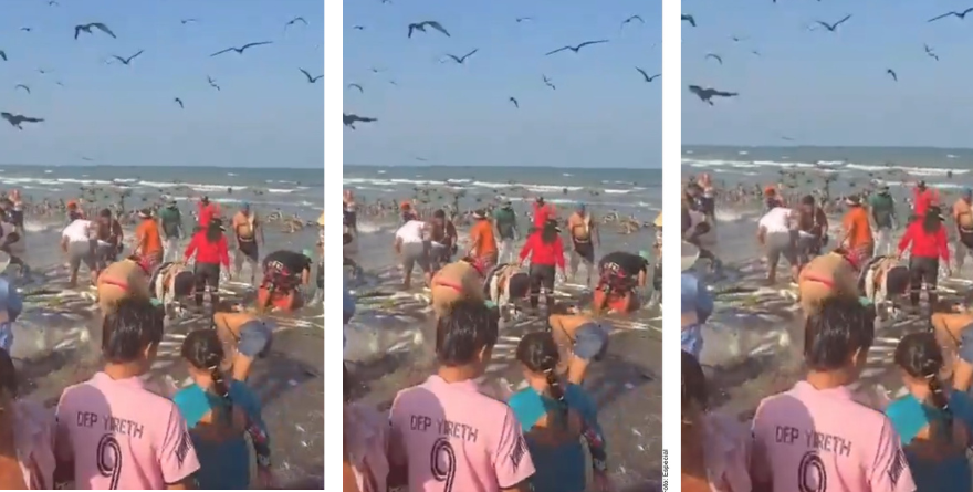 PRESUME NAHLE TONELADAS DE PESCA EN VERACRUZ TRAS DERRAME