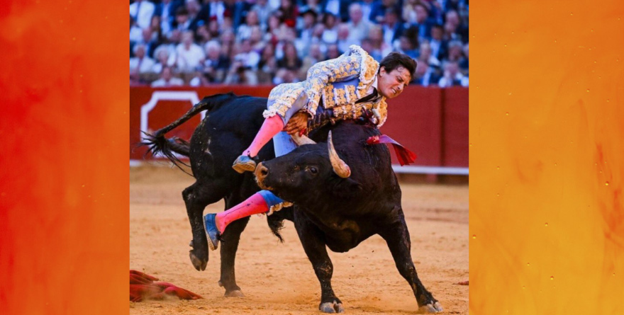 ROCA REY SUFRE IMPACTANTE CORNADA, CORTA DOS OREJAS