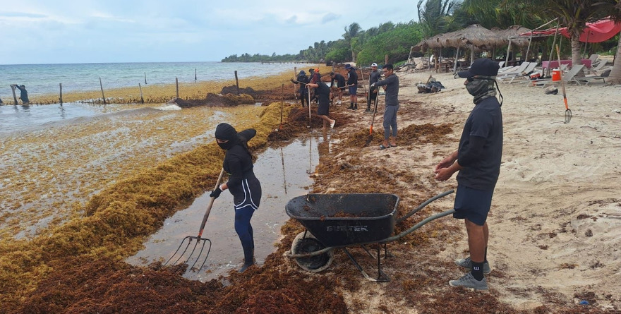 RECOLECTA MARINA 16 MIL TONELADAS DE SARGAZO