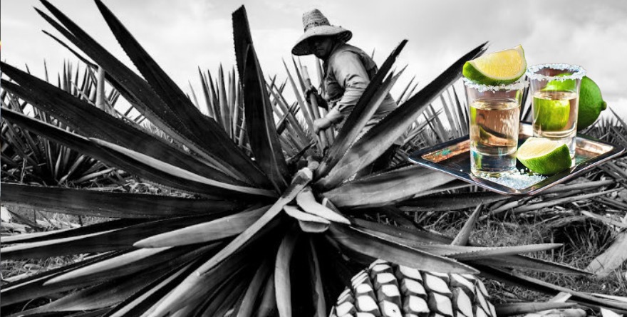 RECONOCEN 24 DE JULIO COMO DÍA DEL TEQUILA