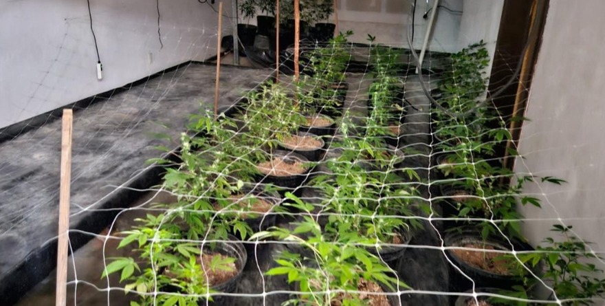 HALLAN INVERNADERO DE MARIGUANA EN PASEOS DEL SOL