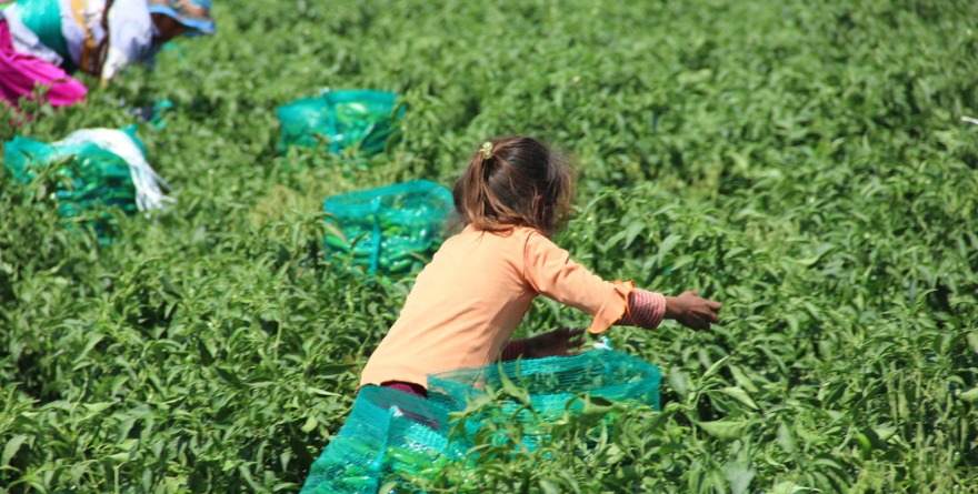LE SACAN ‘TARJETA ROJA’ AL TRABAJO INFANTIL