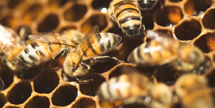 AUMENTAN 36 % CASOS DE PICADURAS DE ABEJA