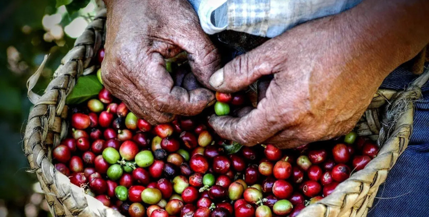 ¿LA OTRA “CORTADORA DE CAFÉ”?