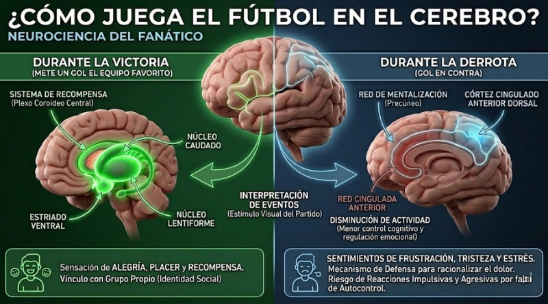 ¿CÓMO JUEGA EL FUTBOL EN EL CEREBRO?