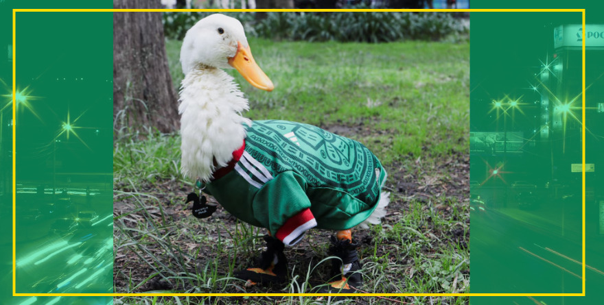 PATO MERLÍN VÍCTIMA DE ROBO DE ZAPATITOS Y APROPIACIÓN LEGAL DE SU IMAGEN