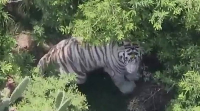 TIGRE SIGUE SUELTO DESPUÉS DE MÁS DE 60 HORAS