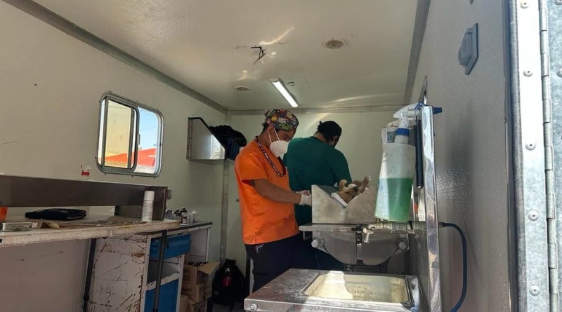EN PUEBLA: 18 MIL ESTERILIZACIONES GRATUITAS PARA PERROS Y GATOS