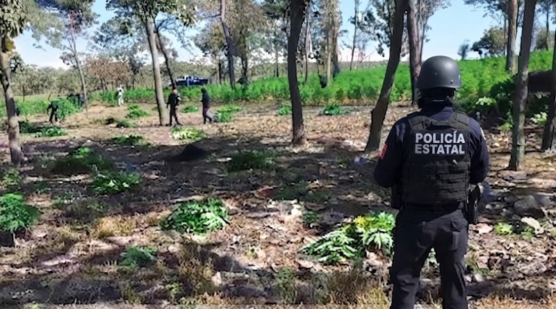 HALLAN PREDIO CON CULTIVO DE 42 MIL PLANTAS DE MARIGUANA