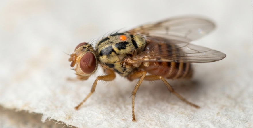 MÉXICO CONSIDERA PRODUCIR NUEVA MOSCA CONTRA BARRENADOR