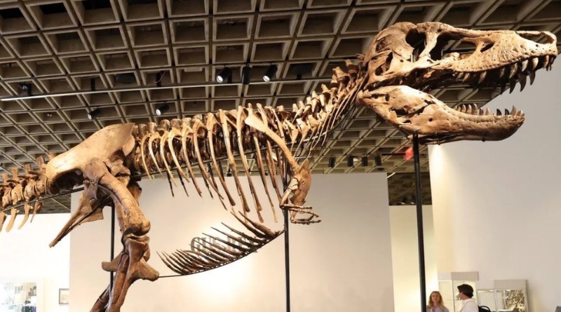 RÉCORD QUEBRANTADO: FÓSIL DEL TIRANOSAURIO ‘GUS’ EN SUBASTA