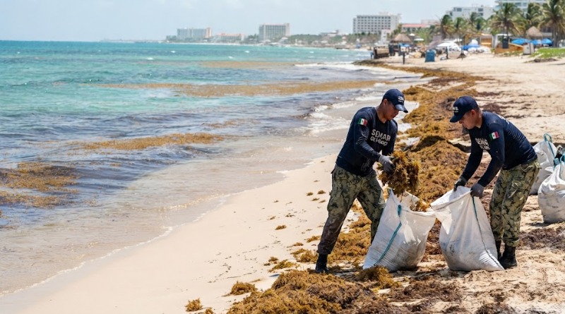 RETIRADA DE CASI 80 MIL TONELADAS DE SARGAZO EN CARIBE POR SEMAR