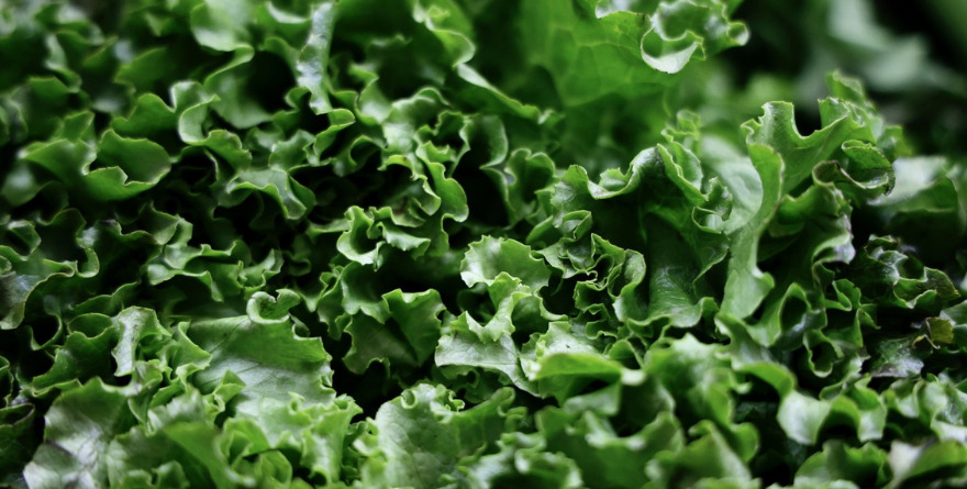 SSA EJECUTA ESTUDIO EPIDEMIOLÓGICO A LECHUGA REPORTADA EN EU
