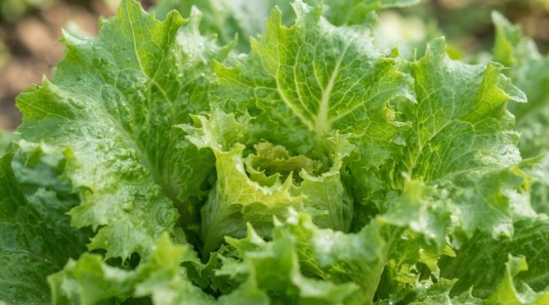 TODAVÍA EXISTEN SOSPECHAS ACERCA DE LA LECHUGA DE MÉXICO