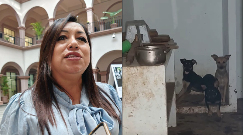 RESCATAN A 12 PERROS DE UNA CASA DE HORROR EN XALAPA