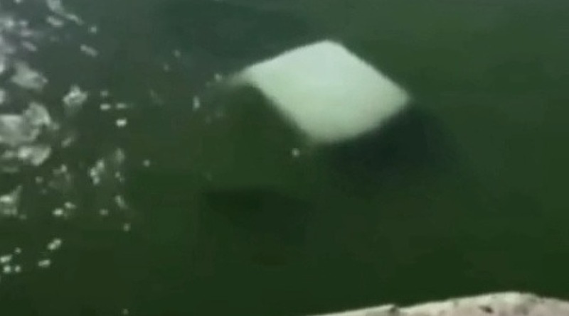 EN TAMAULIPAS, CAMIONETA CAE A RÍO Y COBRA LA VIDA DE 4 MARINOS