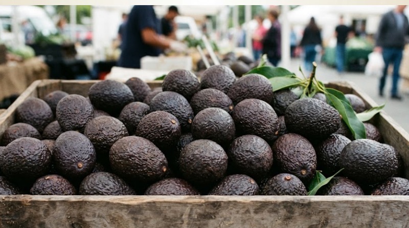 EU VUELVE A INSPECCIONAR PARCIALMENTE EL AGUACATE