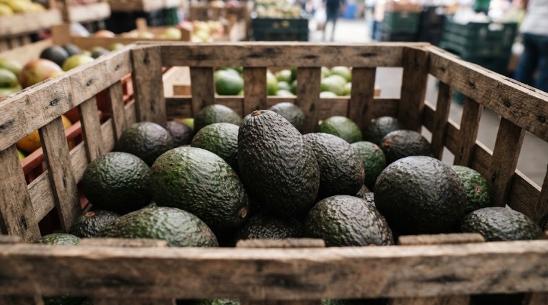 FRENA ESTADOS UNIDOS EXPORTACIÓN DE ‘AVOCADOS FROM MEXICO’ POR VIOLENCIA