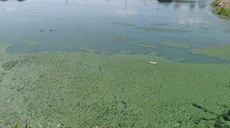 AGUAS RESIDUALES AFECTAN A PRESA LAS PINTAS