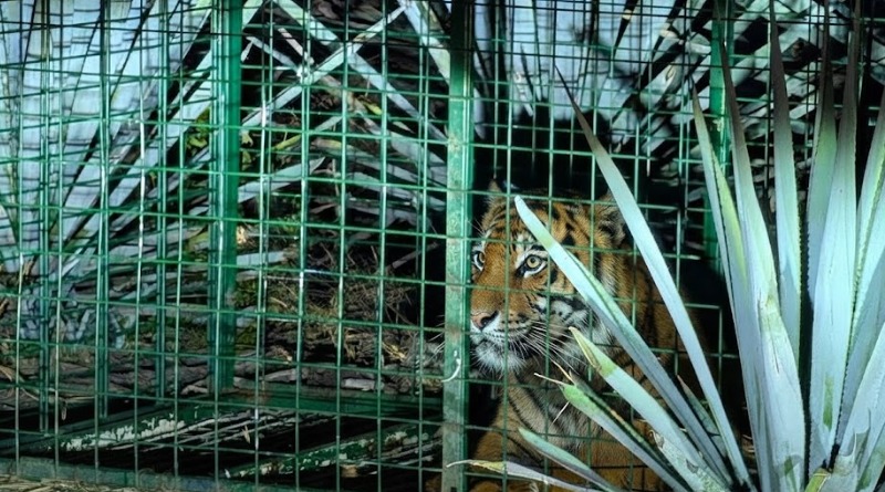 CAPTURAN EN JALISCO A TIGRE