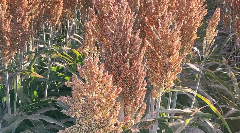 PRODUCE MÉXICO BAJO NIVEL DE SORGO