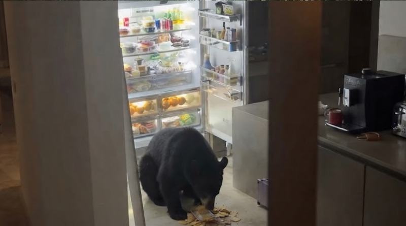 SORPRENDE OSO HAMBRIENTO