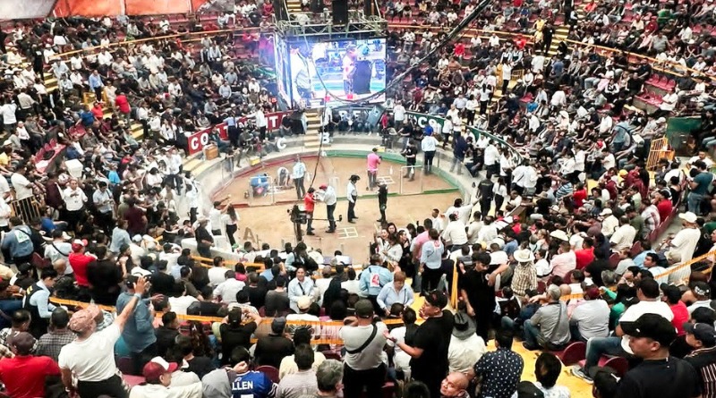 Y HERMANO FOMENTA LAS PELEAS DE GALLOS