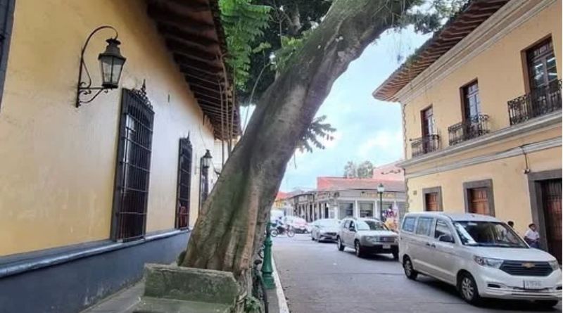 TALARÁN ÁRBOL POR RIESGO