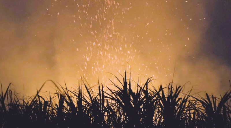 LLEGA DOCUMENTAL ‘RÍO DE SAPOS’ A CINETECA
