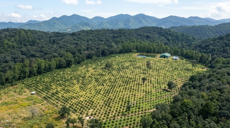 RECIBE MÉXICO PAGO POR REDUCIR DEFORESTACIÓN